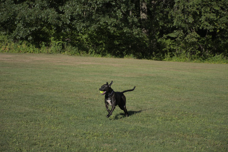 20250826_Thisbe and Dog park__DSC0122_.jpg