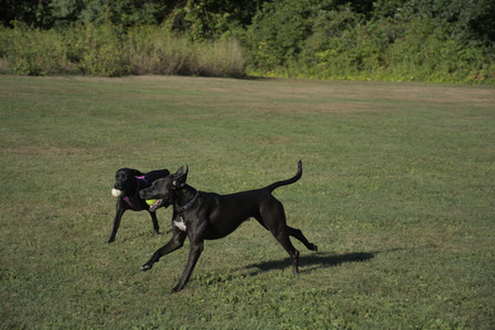 20250826_Thisbe and Dog park__DSC0123_.jpg