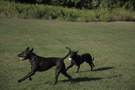 20250826_Thisbe and Dog park__DSC0124_.jpg