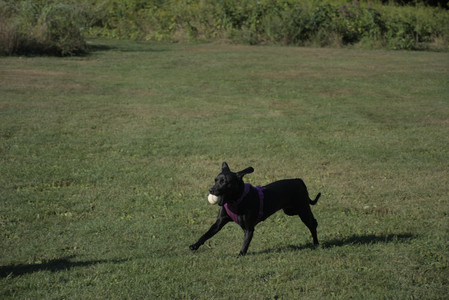 20250826_Thisbe and Dog park__DSC0125_.jpg