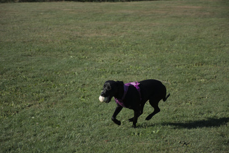 20250826_Thisbe and Dog park__DSC0126_.jpg