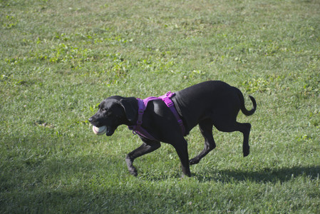 20250826_Thisbe and Dog park__DSC0127_.jpg