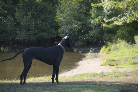 20250826_Thisbe and Dog park__DSC0129_.jpg