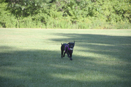 20250826_Thisbe and Dog park__DSC0136_.jpg