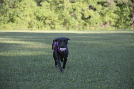 20250826_Thisbe and Dog park__DSC0137_.jpg