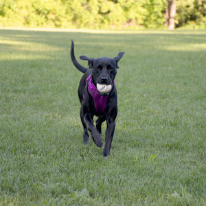 20250826_Thisbe and Dog park__DSC0140_.jpg