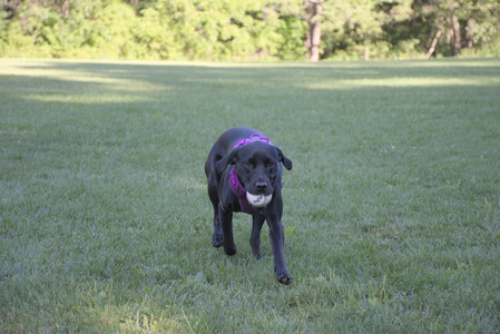 20250826_Thisbe and Dog park__DSC0141_.jpg