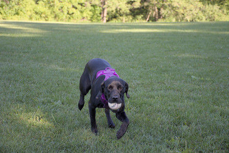 20250826_Thisbe and Dog park__DSC0142_.jpg