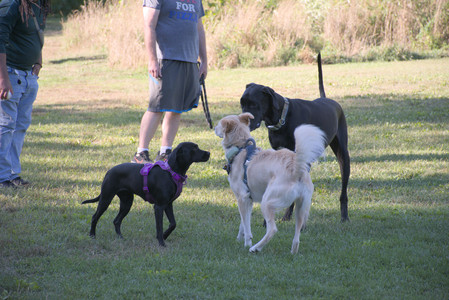 20250826_Thisbe and Dog park__DSC0178_.jpg