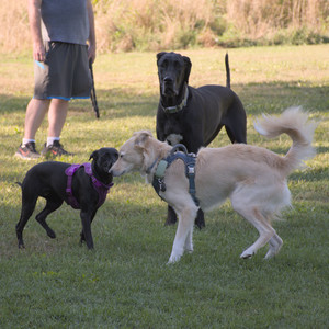 20250826_Thisbe and Dog park__DSC0179_.jpg