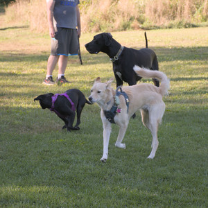 20250826_Thisbe and Dog park__DSC0180_.jpg