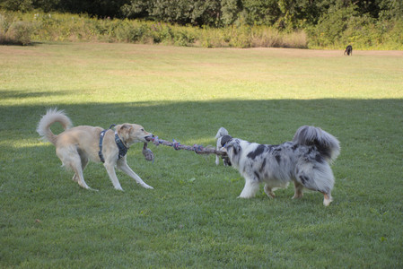 20250826_Thisbe and Dog park__DSC0196_.jpg