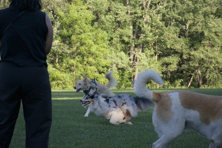 20250826_Thisbe and Dog park__DSC0209_.jpg