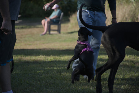 20250826_Thisbe and Dog park__DSC0227_.jpg