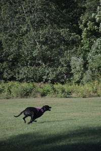 20250826_Thisbe and Dog park__DSC0233_.jpg