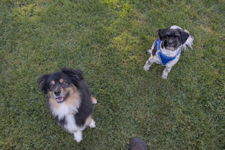 20250826_Thisbe and Dog park__DSC0243_.jpg