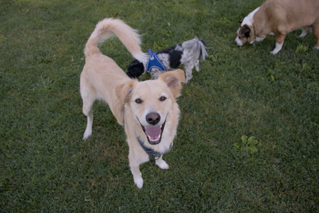 20250826_Thisbe and Dog park__DSC0249_.jpg