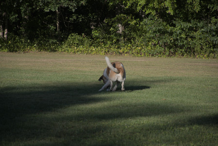 20250826_Thisbe and Dog park__DSC0255_.jpg