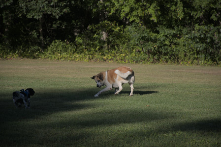 20250826_Thisbe and Dog park__DSC0256_.jpg