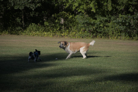20250826_Thisbe and Dog park__DSC0257_.jpg