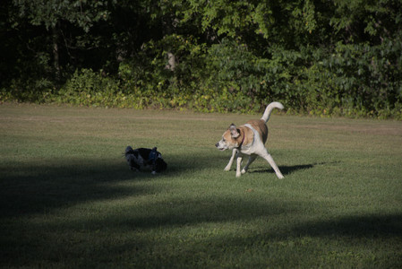 20250826_Thisbe and Dog park__DSC0258_.jpg