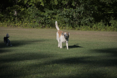20250826_Thisbe and Dog park__DSC0259_.jpg