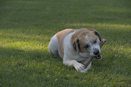 20250826_Thisbe and Dog park__DSC0263_.jpg