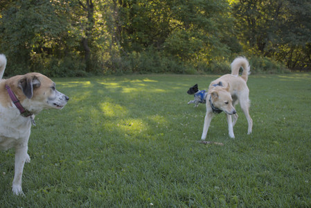 20250826_Thisbe and Dog park__DSC0264_.jpg