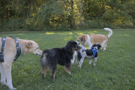 20250826_Thisbe and Dog park__DSC0265_.jpg