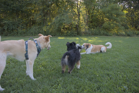 20250826_Thisbe and Dog park__DSC0266_.jpg