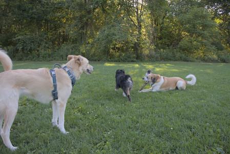 20250826_Thisbe and Dog park__DSC0267_.jpg