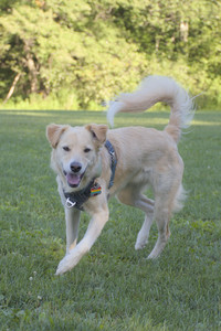 20250826_Thisbe and Dog park__DSC0272_.jpg