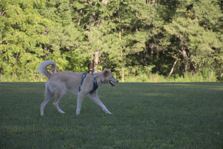 20250826_Thisbe and Dog park__DSC0279_.jpg