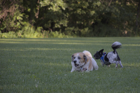 20250826_Thisbe and Dog park__DSC0280_.jpg