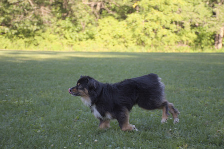 20250826_Thisbe and Dog park__DSC0282_.jpg