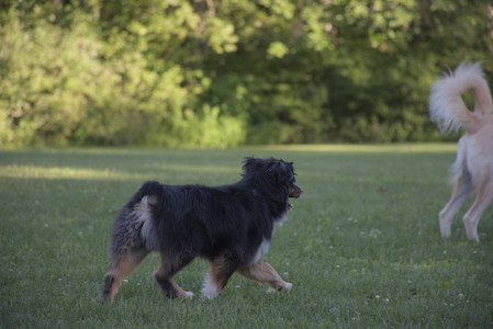 20250826_Thisbe and Dog park__DSC0286_.jpg
