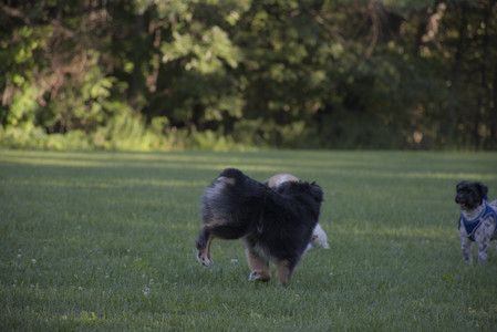 20250826_Thisbe and Dog park__DSC0287_.jpg