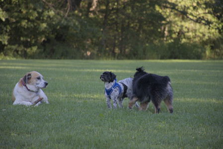 20250826_Thisbe and Dog park__DSC0288_.jpg