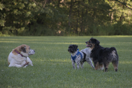 20250826_Thisbe and Dog park__DSC0290_.jpg