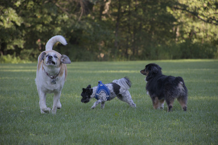 20250826_Thisbe and Dog park__DSC0291_.jpg