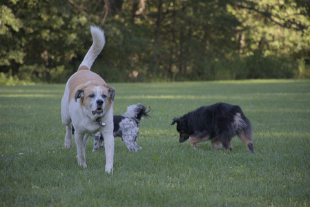 20250826_Thisbe and Dog park__DSC0292_.jpg