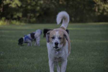 20250826_Thisbe and Dog park__DSC0293_.jpg