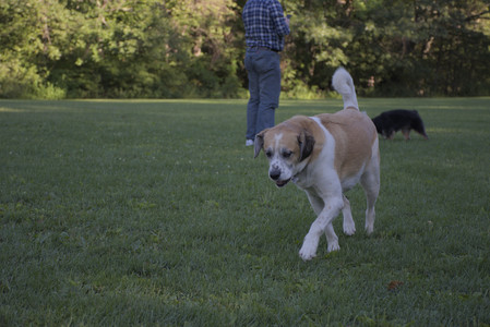 20250826_Thisbe and Dog park__DSC0294_.jpg