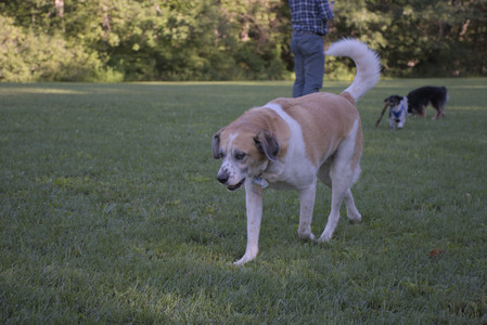 20250826_Thisbe and Dog park__DSC0295_.jpg