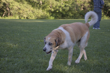 20250826_Thisbe and Dog park__DSC0296_.jpg