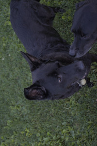 20250826_Thisbe and Dog park__DSC0297_.jpg