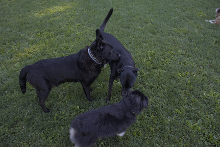 20250826_Thisbe and Dog park__DSC0298_.jpg