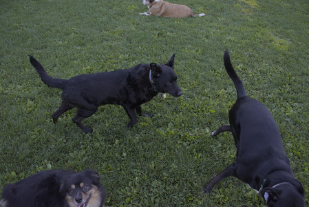 20250826_Thisbe and Dog park__DSC0300_.jpg