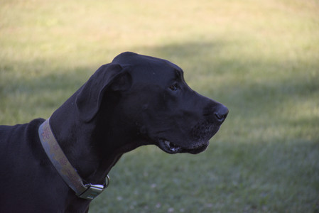 20250826_Thisbe and Dog park__DSC0316_.jpg