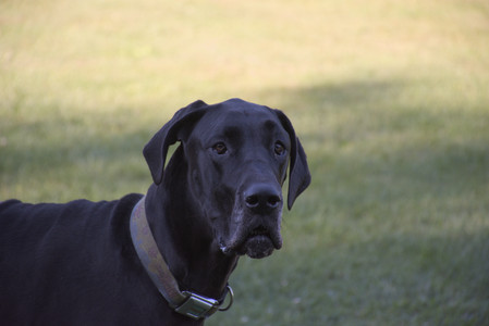 20250826_Thisbe and Dog park__DSC0317_.jpg